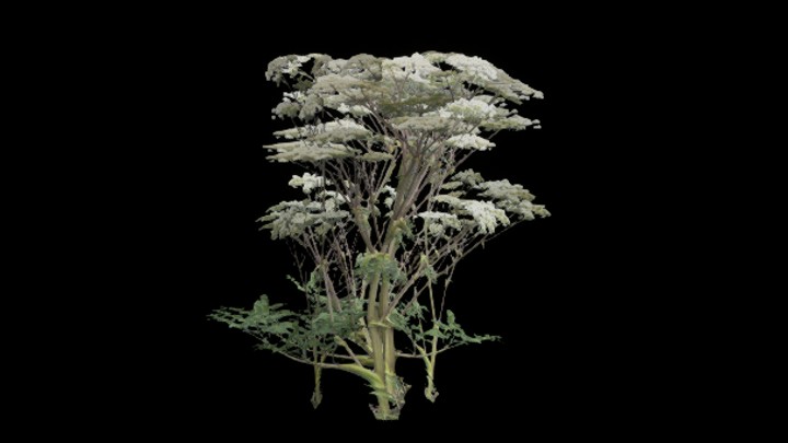 UE项目资源_模型资源_植物1232