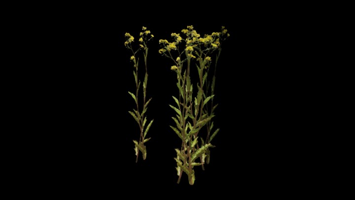 UE项目资源_模型资源_植物1249