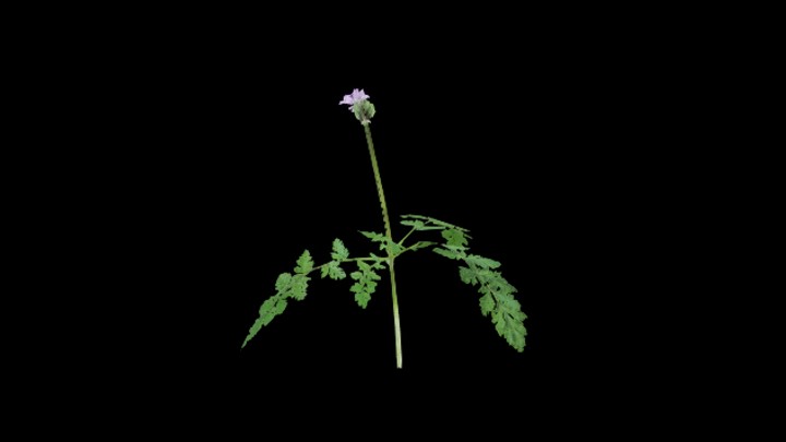 UE项目资源_模型资源_植物1259