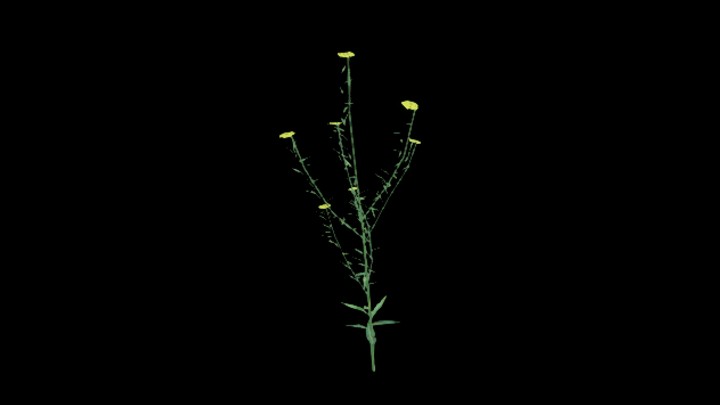 UE项目资源_模型资源_植物1260