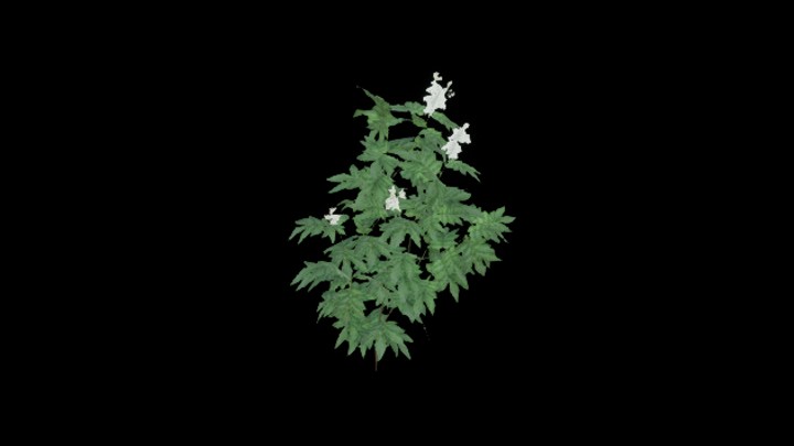 UE项目资源_模型资源_植物1264