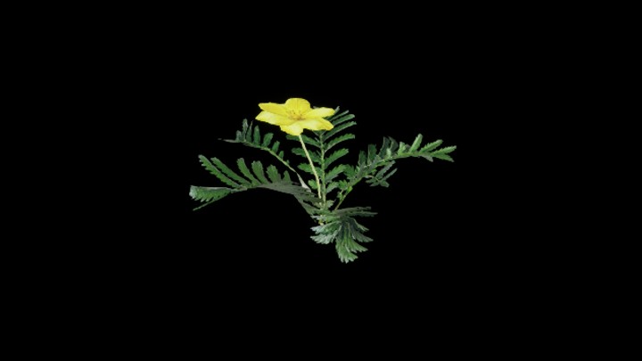 UE项目资源_模型资源_植物1277