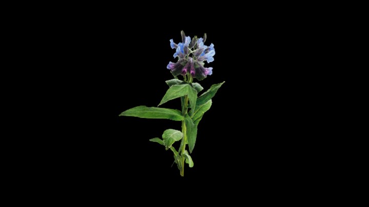 UE项目资源_模型资源_植物1290