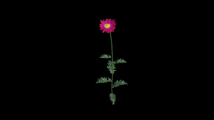 UE项目资源_模型资源_植物1297