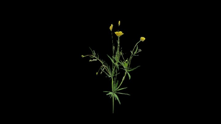 UE项目资源_模型资源_植物1304