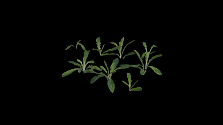 UE项目资源_模型资源_植物1359