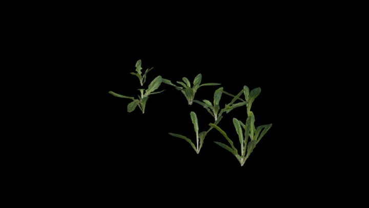 UE项目资源_模型资源_植物1367