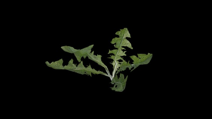 UE项目资源_模型资源_植物1374