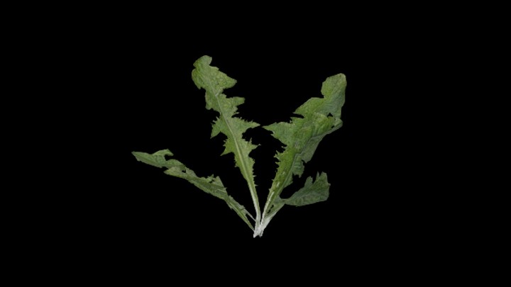 UE项目资源_模型资源_植物1375