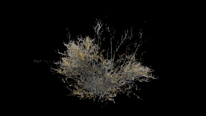 UE项目资源_模型资源_植物1407