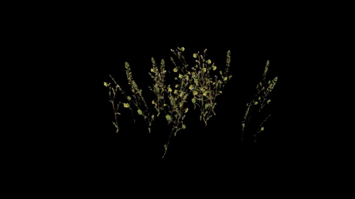 UE项目资源_模型资源_植物1438