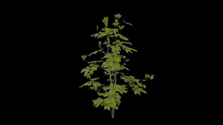 UE项目资源_模型资源_植物1448