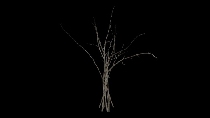 UE项目资源_模型资源_植物1453