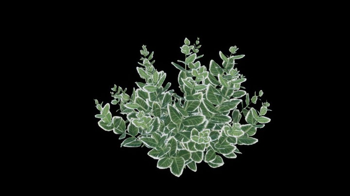 UE项目资源_模型资源_植物1472