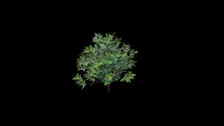 UE项目资源_模型资源_植物1479