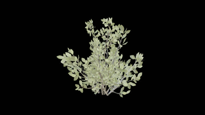 UE项目资源_模型资源_植物988