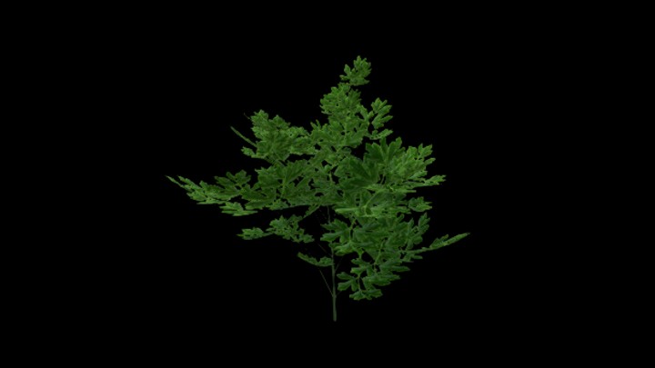 UE项目资源_模型资源_欧芹003