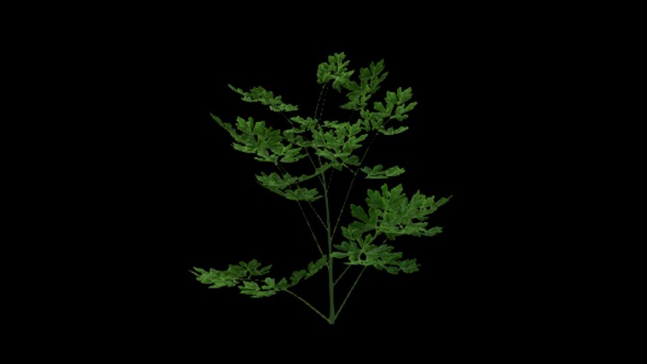 UE项目资源_模型资源_欧芹004