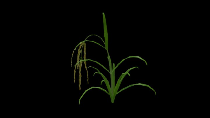 UE项目资源_模型资源_水稻112