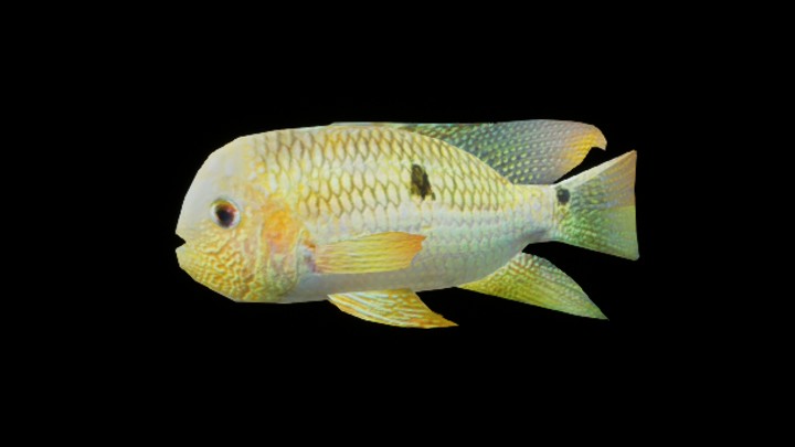 UE项目资源_模型资源_海洋鱼003