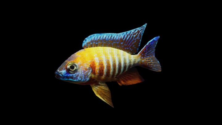 UE项目资源_模型资源_海洋鱼006