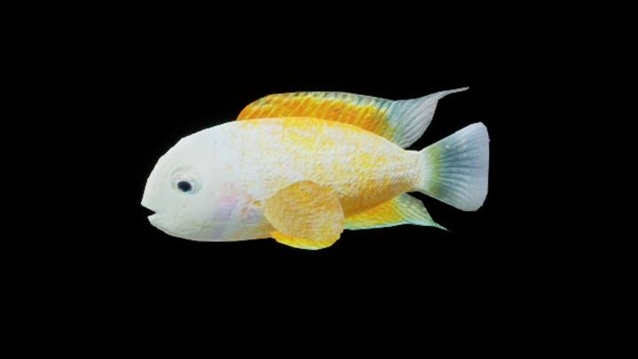 UE项目资源_模型资源_海洋鱼011