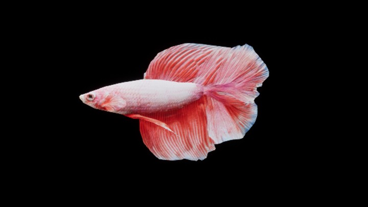 UE项目资源_模型资源_海洋鱼024