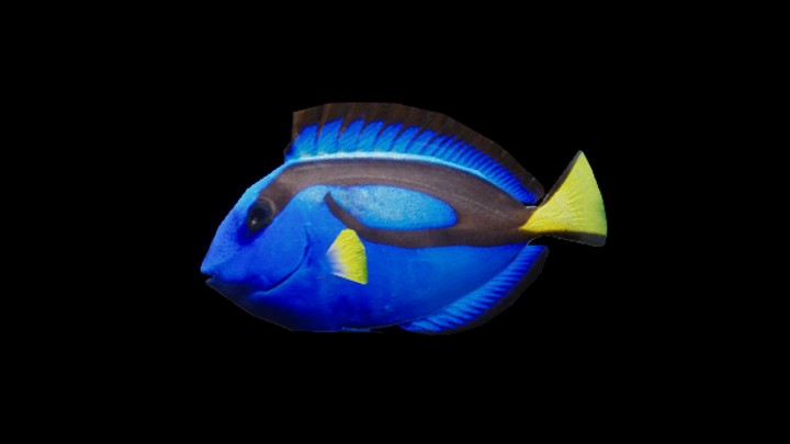 UE项目资源_模型资源_海洋鱼026