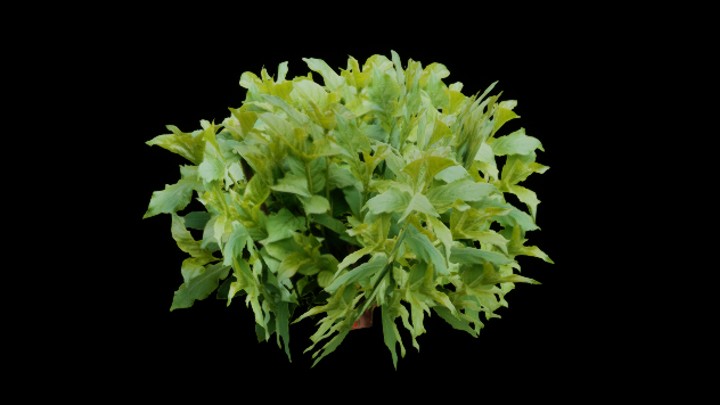 UE项目资源_模型资源_灌木091