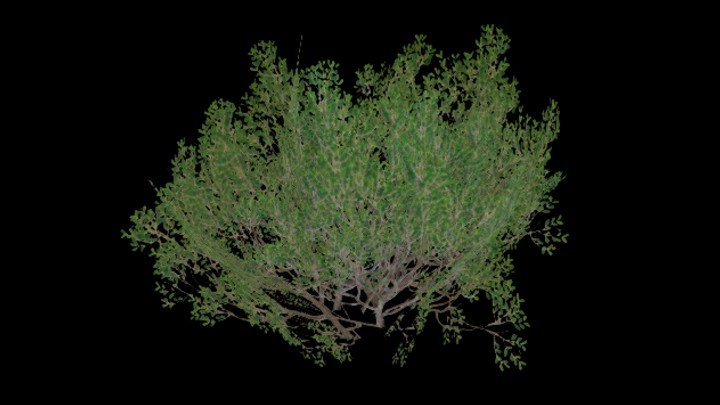 UE项目资源_模型资源_灌木094