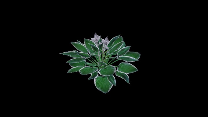 UE项目资源_模型资源_玉簪花002