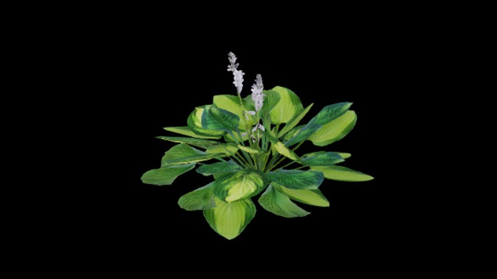 UE项目资源_模型资源_玉簪花013