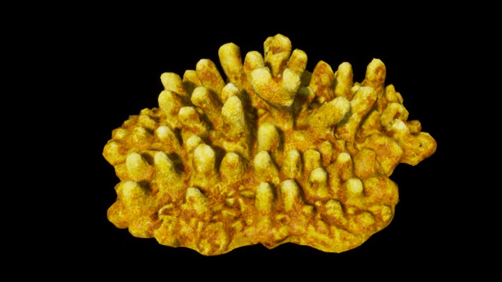 UE项目资源_模型资源_珊瑚197