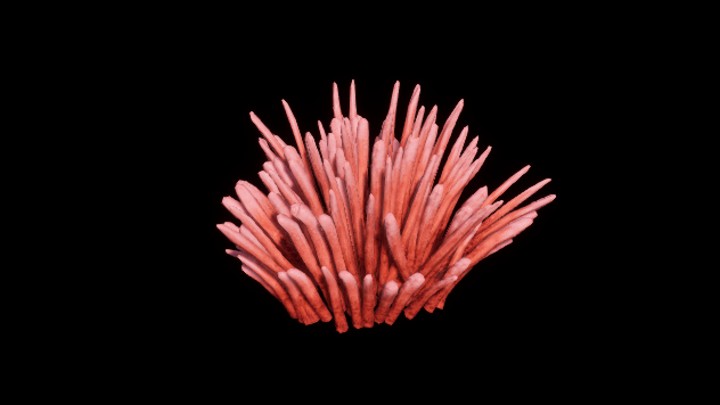 UE项目资源_模型资源_珊瑚201