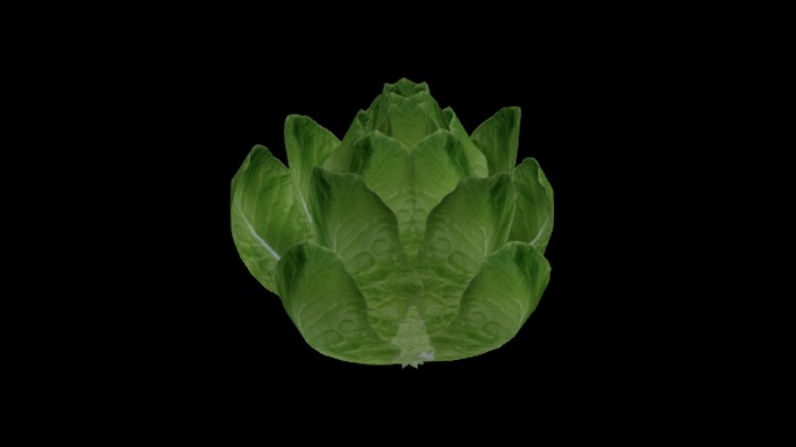 UE项目资源_模型资源_白菜010