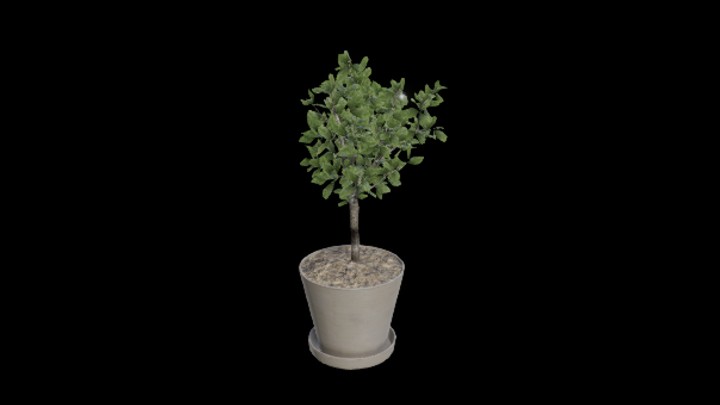 UE项目资源_模型资源_盆栽181