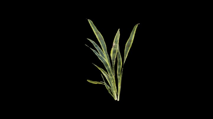 UE项目资源_模型资源_绿植034