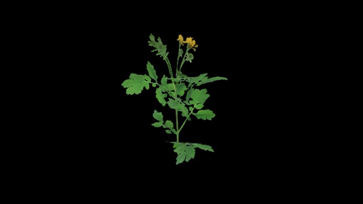 UE项目资源_模型资源_花369