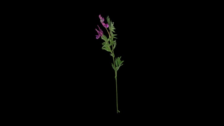 UE项目资源_模型资源_花460