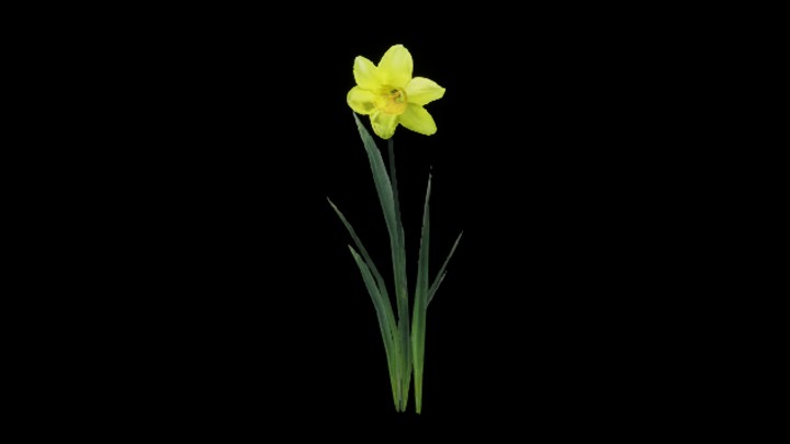 UE项目资源_模型资源_花513