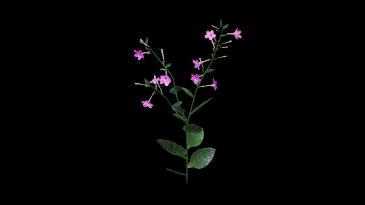 UE项目资源_模型资源_花523