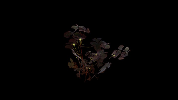 UE项目资源_模型资源_花528