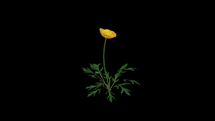 UE项目资源_模型资源_花543