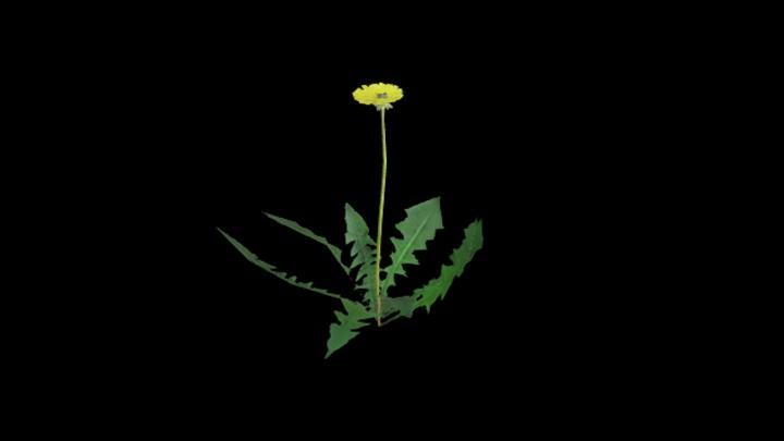 UE项目资源_模型资源_花662