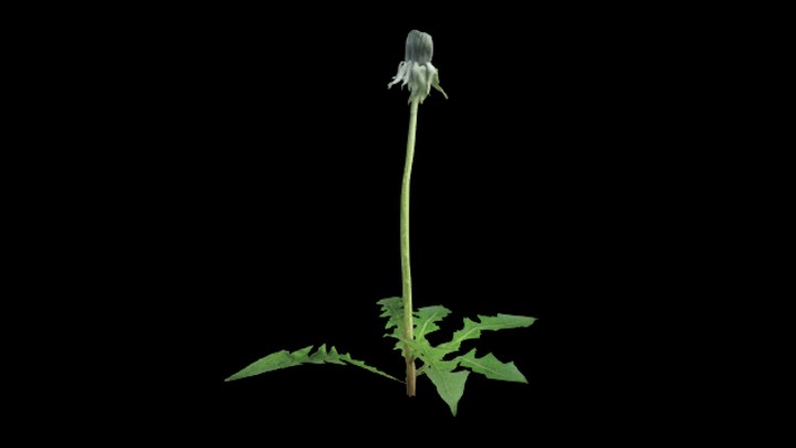 UE项目资源_模型资源_花668