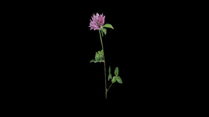 UE项目资源_模型资源_花677