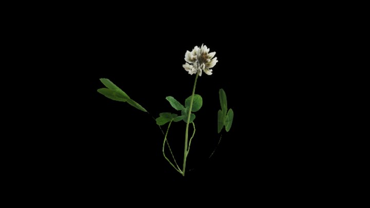 UE项目资源_模型资源_花681