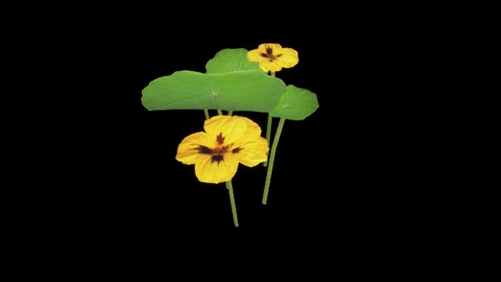 UE项目资源_模型资源_花691