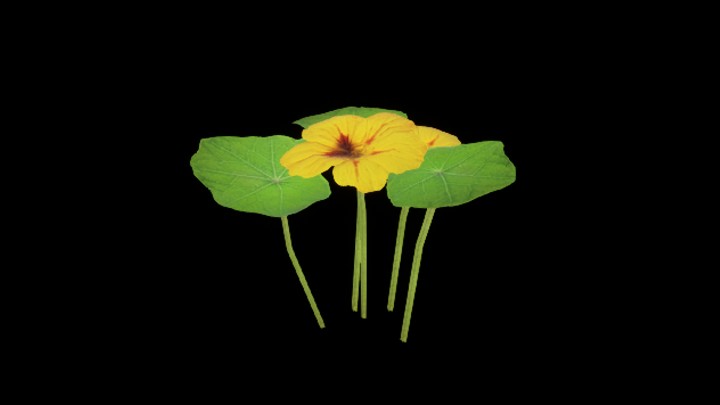 UE项目资源_模型资源_花692