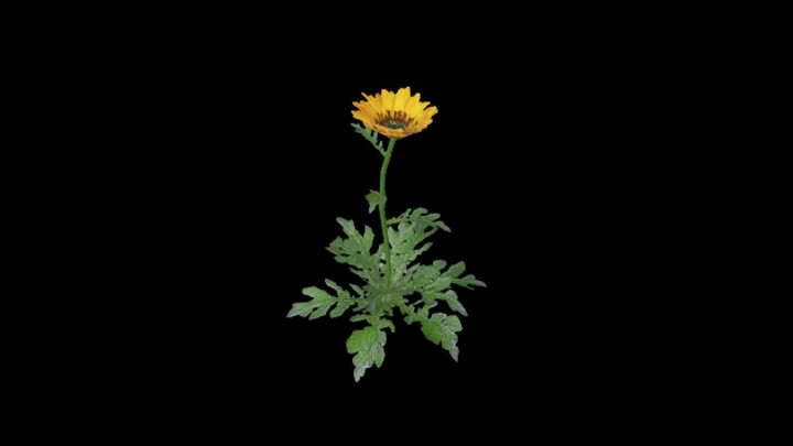 UE项目资源_模型资源_花714